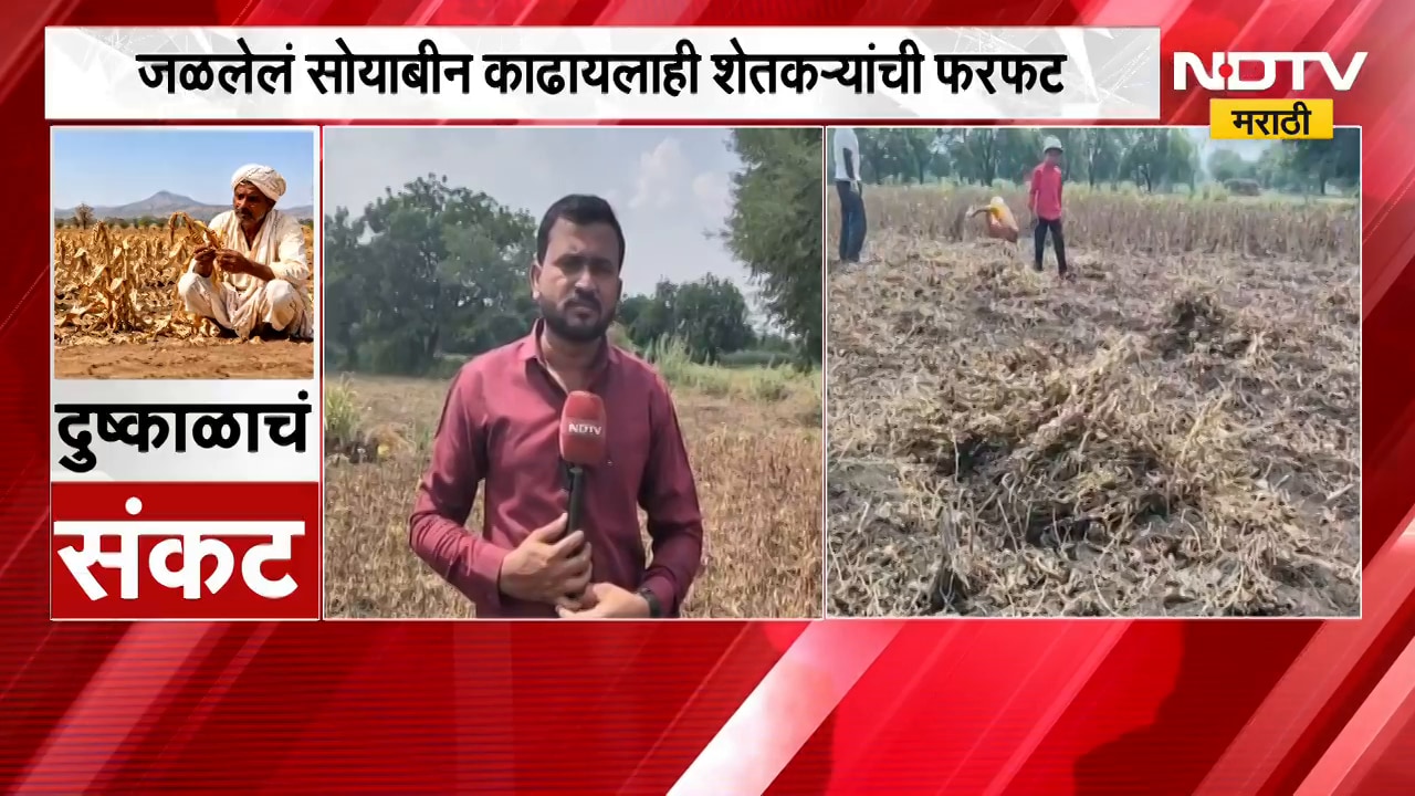 Beed मध्ये जळून गेलेलं सोयाबीन काढायला एकरी 5 हजारांची मागणी । NDTV Maratrhi