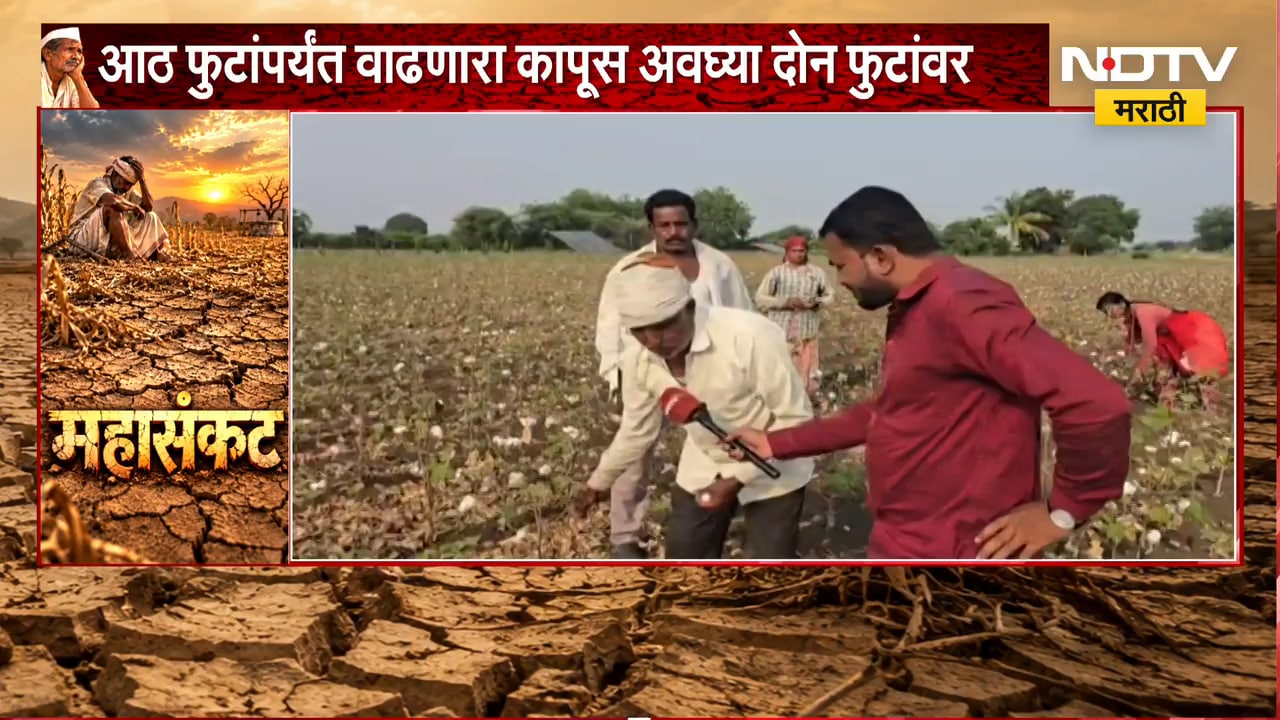 Beed Drought| पांढऱ्या सोन्यानं शेतकऱ्याला रडवलं, 8 फुटांपर्यंत वाढणारा कापूस अवघ्या 2 फुटांवर