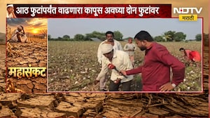 Beed Drought| पांढऱ्या सोन्यानं शेतकऱ्याला रडवलं, 8 फुटांपर्यंत वाढणारा कापूस अवघ्या 2 फुटांवर