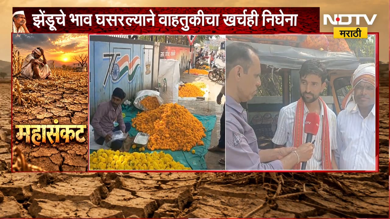 Buldhana | पांढरं सोनं, सोयाबीनपाठोपाठ झेंडूनेही फिरवली पाठ, भाव घसरल्याने शेतकरी हवालदिल | NDTV
