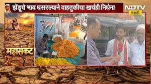Buldhana | पांढरं सोनं, सोयाबीनपाठोपाठ झेंडूनेही फिरवली पाठ, भाव घसरल्याने शेतकरी हवालदिल | NDTV