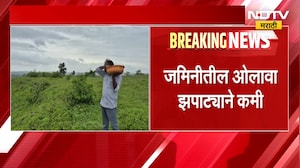 Buldhana Drought | मान्सूनचा दगा दिल्यानं खरिपाचं अनेक गेलं, आता 8 वर्षानंतर रब्बीवर दुष्काळाचं सावट