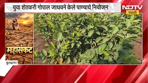 Buldhana | ठिबक सिंचनाद्वारे पाणी देऊन पेरूची बाग वाचवण्याचा युवा शेतकऱ्याचा प्रयत्न | NDTV Marathi