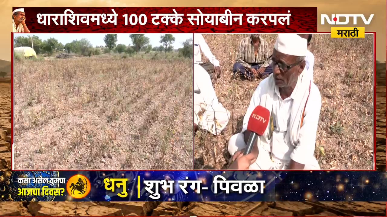 Dharashiv Drought | धाराशिवमध्ये पेरलेलं सोयाबीन करपलं, शेतकरी संकटात | NDTV Marathi