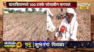 Dharashiv Drought | धाराशिवमध्ये पेरलेलं सोयाबीन करपलं, शेतकरी संकटात | NDTV Marathi