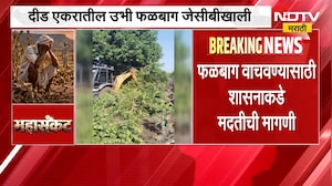 शेतकऱ्याने उभी फळबाग JCBने केली जमीनदोस्त, संभाजीनगरमधील दुष्काळाची भीषणता दाखवणारं हृदयद्रावक चित्र