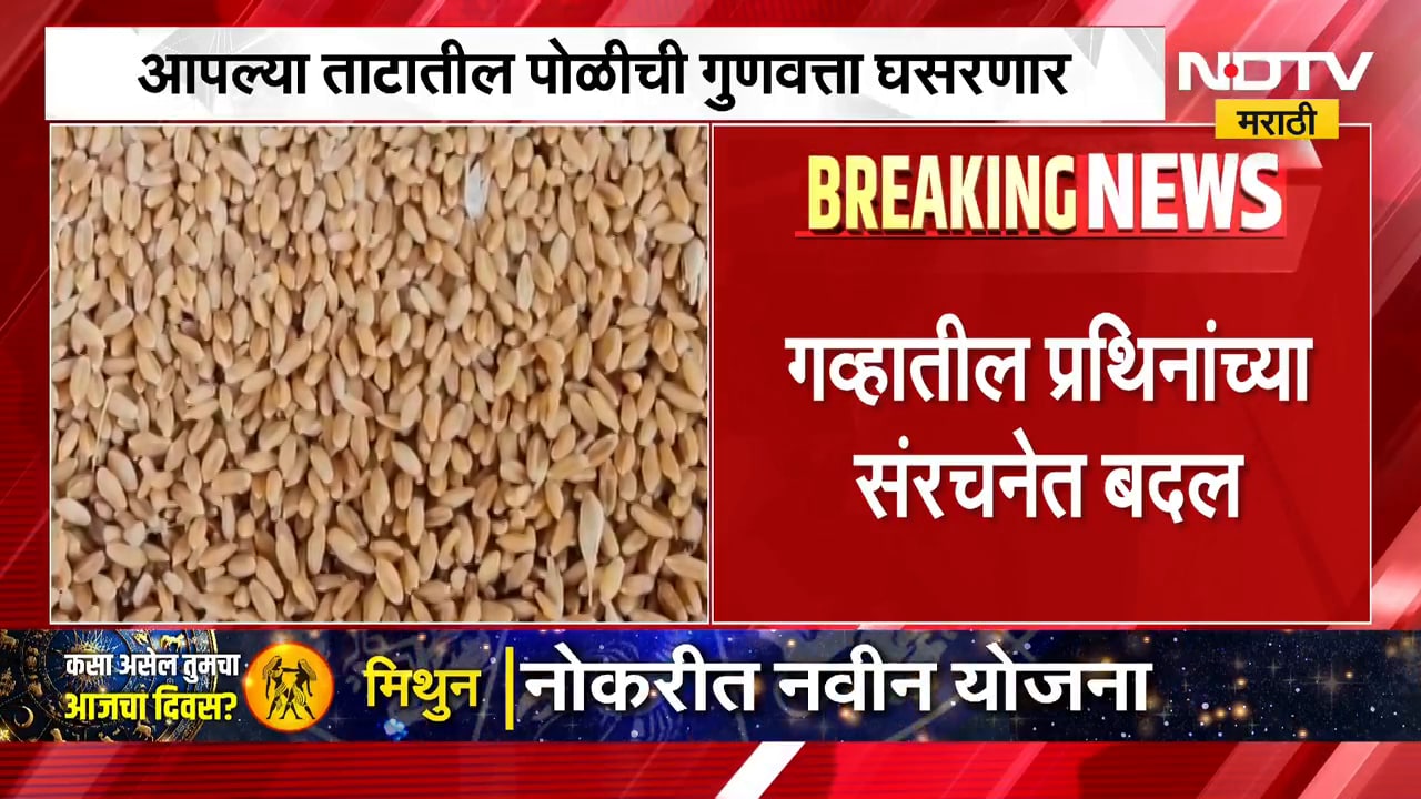 Wheat Structure | गव्हातील प्रथिनांच्या संरचनेत बदल, ताटातील पोळीची गुणवत्ता घसरणार? | NDTV Marathi