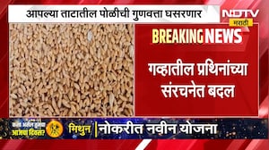 Wheat Structure | गव्हातील प्रथिनांच्या संरचनेत बदल, ताटातील पोळीची गुणवत्ता घसरणार? | NDTV Marathi