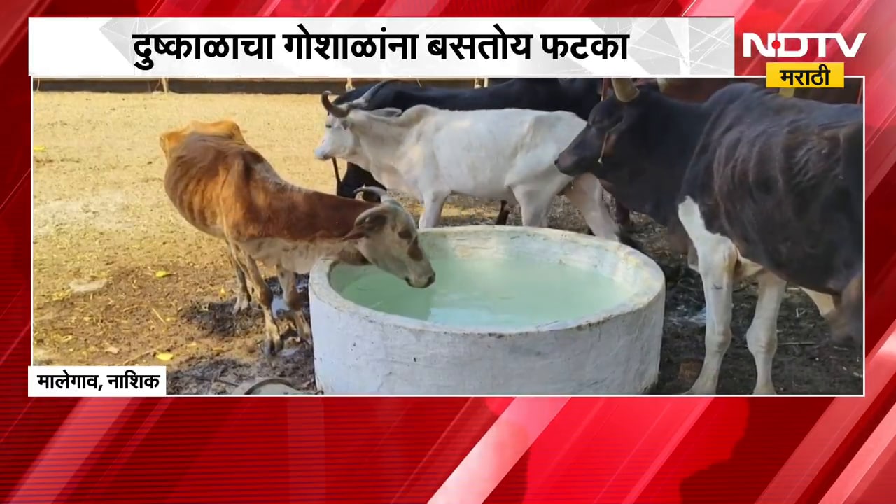Nashik Drought | दुष्काळाचा गोशाळांना फटका, चारा टंचाईमुळे चिंता वाढली | NDTV Marathi