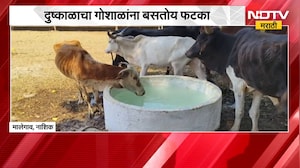 Nashik Drought | दुष्काळाचा गोशाळांना फटका, चारा टंचाईमुळे चिंता वाढली | NDTV Marathi