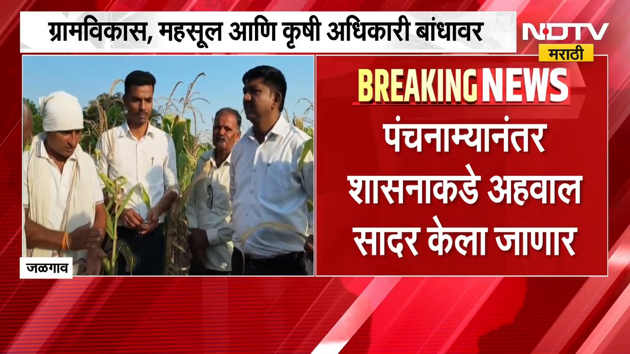 Jalgaon Drought उभ्या पपईच्या पिकावर ट्रॅक्टर फिरवण्याची वेळ ट्रॅक्टरने पाणी आणून पिकवलेलं पीक सुकलं