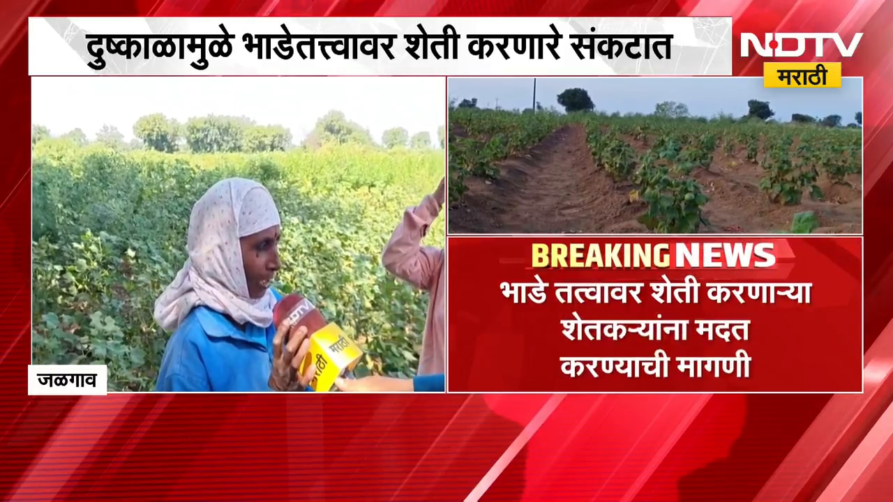 Amravati News| आताची मोठी बातमी, दुष्काळामुळे भाडेतत्वावर शेती करणारे शेतकरी संकटात | NDTV Marathi