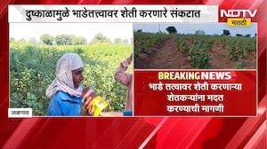 Amravati News| आताची मोठी बातमी, दुष्काळामुळे भाडेतत्वावर शेती करणारे शेतकरी संकटात | NDTV Marathi