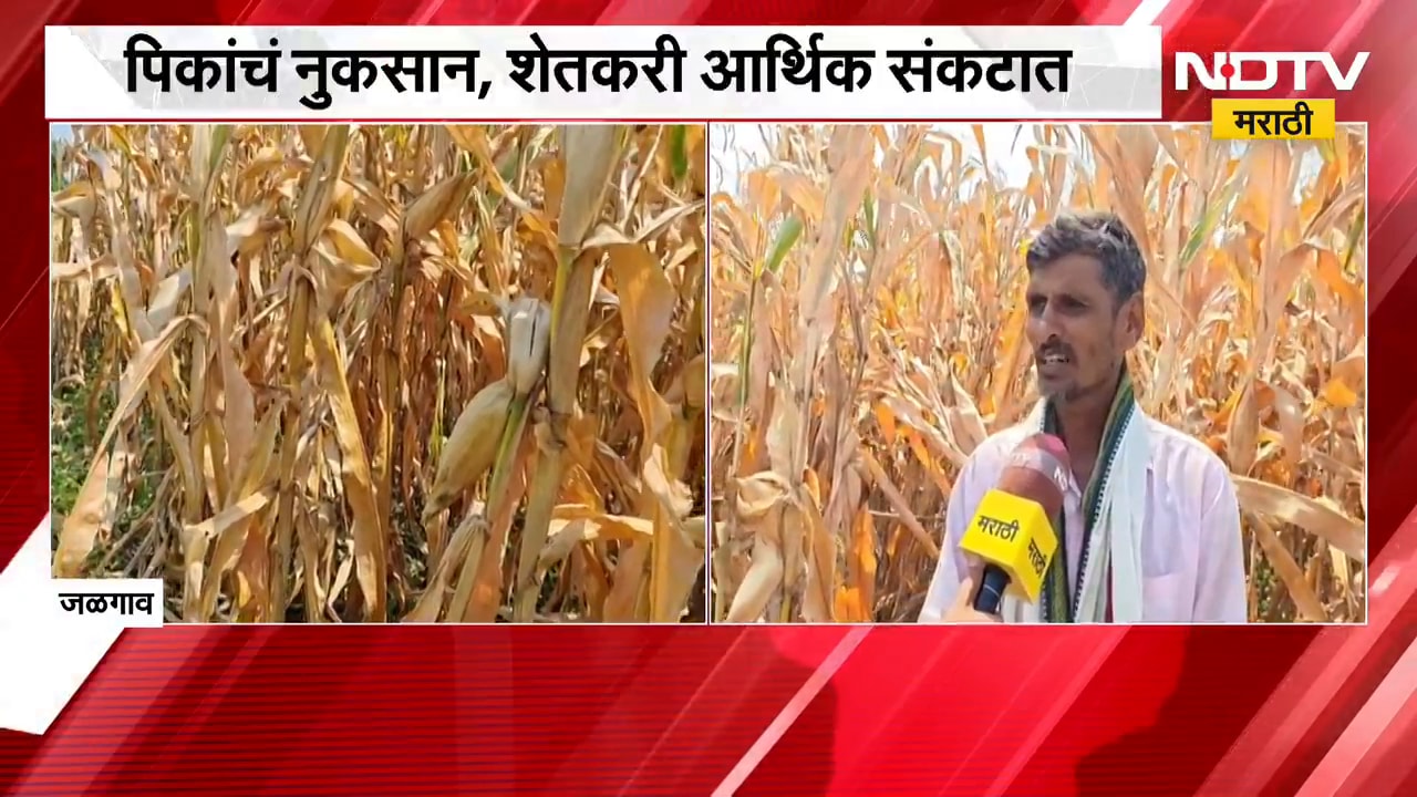 Jalgaon | पिकांचं नुकसान, शेतकरी आर्थिक संकटात; कर्जवसुलीसाठी बँकांचे फोन येत असल्याचा आरोप