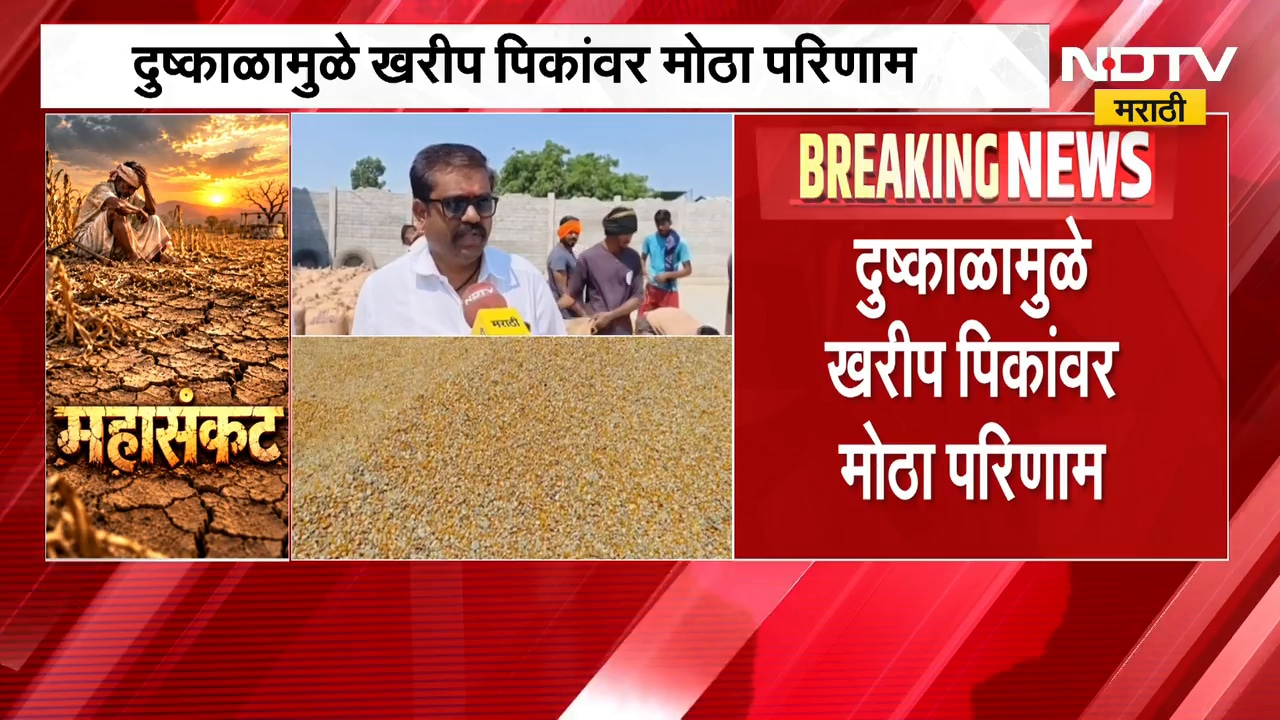 Jalgaon Drought | जळगावमध्ये मका, सोयाबीन उत्पादनात घट; दुष्काळाचा शेतकऱ्यांना फटका | NDTV Marathi