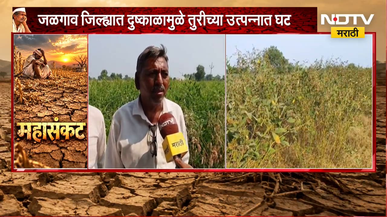 Jalgaon Drought | दुष्काळामुळे तुरीच्या उत्पादनात घट, शेतकरी संकटात; NDTV मराठीचा Ground Report