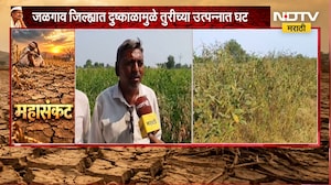 Jalgaon Drought | दुष्काळामुळे तुरीच्या उत्पादनात घट, शेतकरी संकटात; NDTV मराठीचा Ground Report