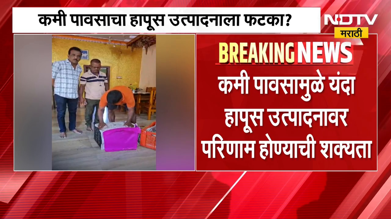 Devgad Alphonso | देवगड हापूसचा गोडवा बाजारात दाखल, दिवाळीच्या तोंडावर हापूसची बाजारात एन्ट्री