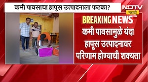 Devgad Alphonso | देवगड हापूसचा गोडवा बाजारात दाखल, दिवाळीच्या तोंडावर हापूसची बाजारात एन्ट्री