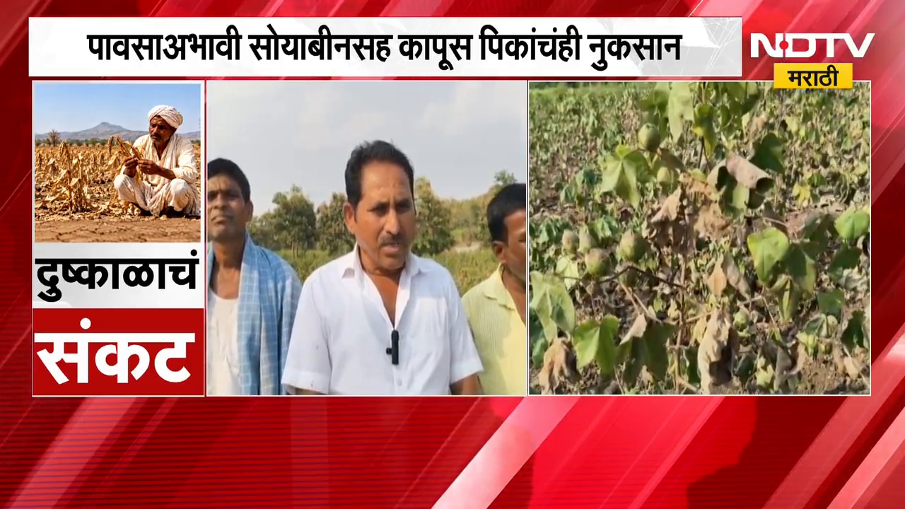 Nanded Drought | पावसाअभावी सोयाबीनसह कापूस पिकाचं नुकसान, खरीप हंगामातील पिकं करपली | NDTV