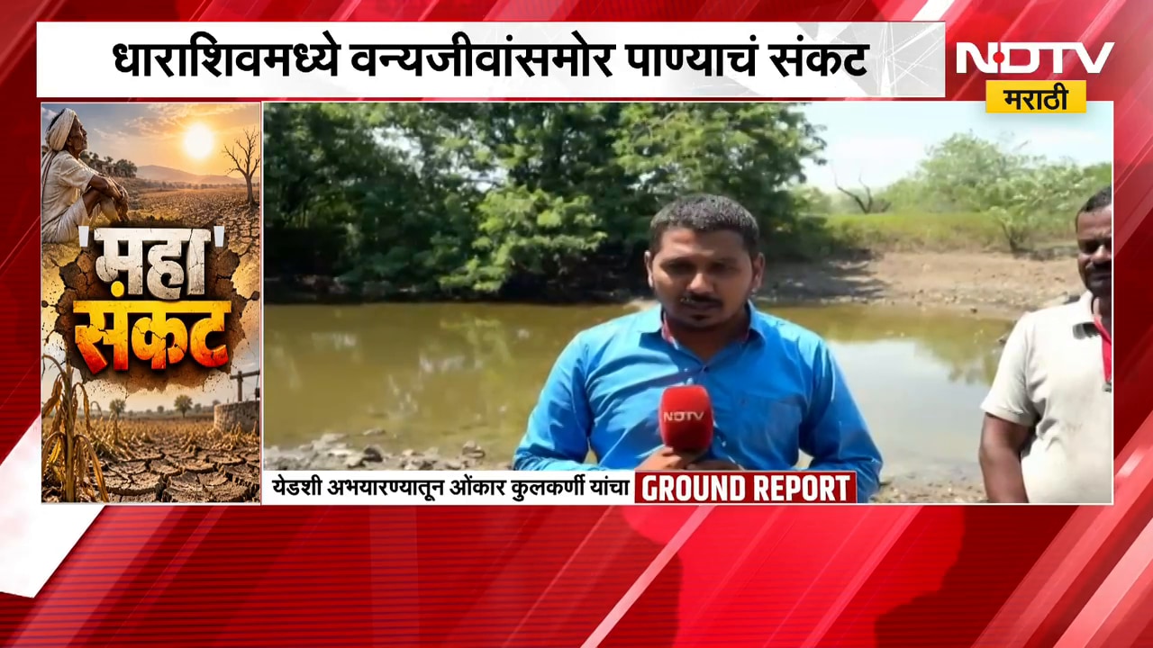 धाराशिवमध्ये वन्यजीवांसमोर पाण्याचं संकट, पशु पक्षांची पाण्यासाठी भटकंती
