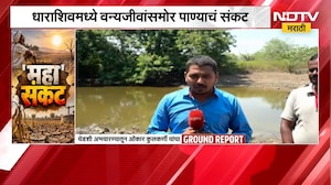 धाराशिवमध्ये वन्यजीवांसमोर पाण्याचं संकट, पशु पक्षांची पाण्यासाठी भटकंती