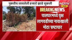 Palghar | पालघरमध्ये वृक्ष लागवडीच्या नावाखाली मोठा भ्रष्टाचार झाल्याचा आरोप, हजारो झाडे सुकली