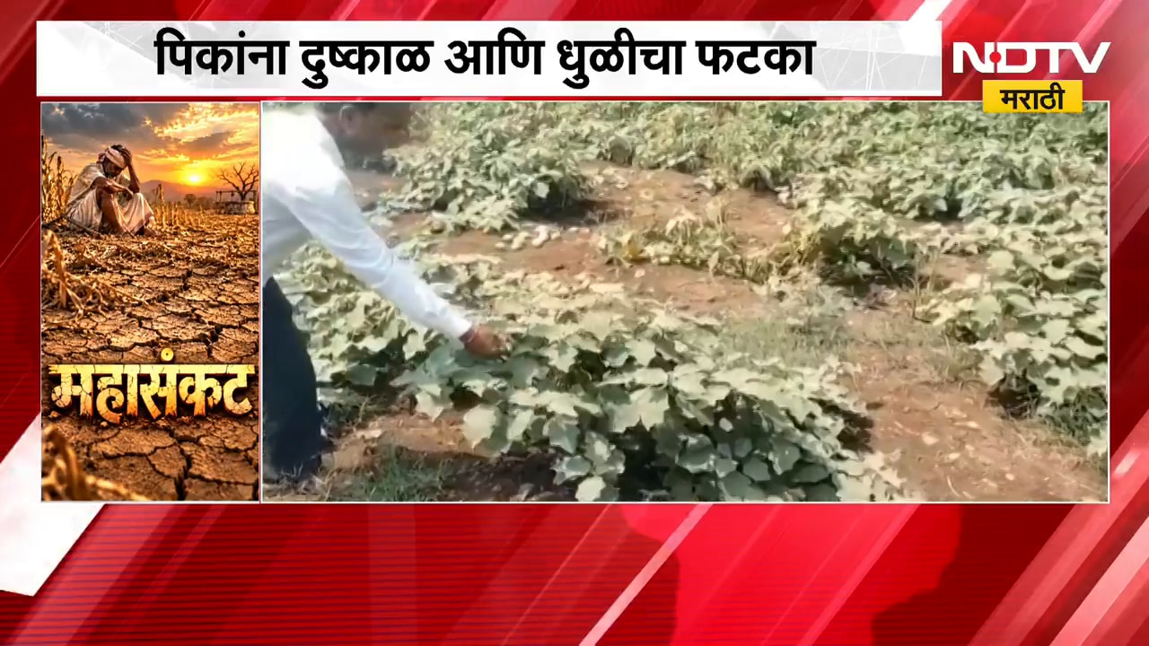 Pandharpur मध्ये शेतकऱ्यांसमोर दुहेरी संकट; एकीकडे दुष्काळाच्या झळा, दुसरीकडे धुळीने पीक उद्ध्वस्त