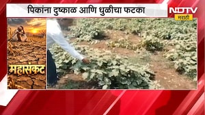 Pandharpur मध्ये शेतकऱ्यांसमोर दुहेरी संकट; एकीकडे दुष्काळाच्या झळा, दुसरीकडे धुळीने पीक उद्ध्वस्त