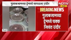 Rat In Gulabjamun | भिवंडीत गुलाबजामच्या ट्रे-मध्ये फिरतोय जिवंत उंदीर. व्हिडिओ वायरल | NDTV Marathi