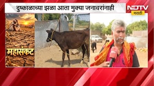 Drought Effect | दुष्काळाच्या झळा आता मुक्या जनावरांनाही, चारा-पाण्याची भीषण टंचाई | NDTV Marathi