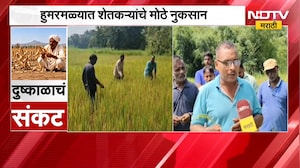 कोकणात पावसाअभावी बळीराजा संकटात, Sindhudurg मध्ये भातशेती करपली; 37 अंश तापमानाचा भातपिकाला फटका