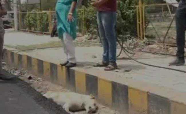 Road Built Over Dog's Body In Agra. It Was Alive, Allege Residents