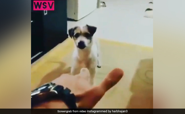 VIDEO: कुत्ते ने कुछ इस अंदाज में की मरने की एक्टिंग, देखकर आ जाएगी हंसी