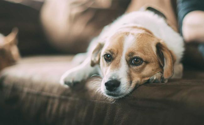 Madhya Pradesh Man, Son Jump Into River To Save Pet Dog, Drown: Cops