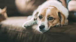 Why Dogs Love Playing With Trash? How To Stop Them