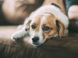 Why Dogs Love Playing With Trash? How To Stop Them Why Dogs Love Playing With Trash? How To Stop Them