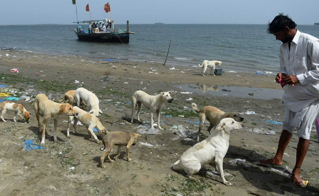 Isle Of Dogs: Pakistan Fishermen Feed Islands Full Of Strays