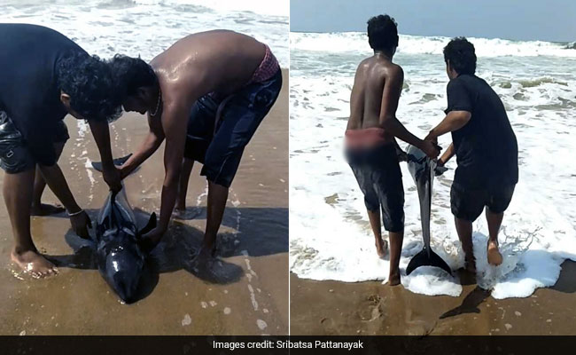 Beached Dolphin At Odisha Beach Saved By Good Samaritans. Watch Rescue