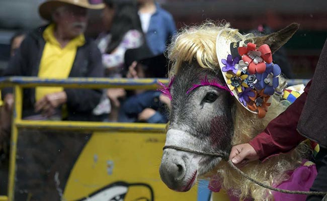 तेलंगाना में कराई गई गधों की शादी, वजह जानकर हैरान हो जाएंगे