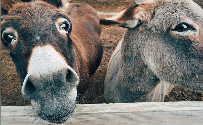 China "Medicine" Demand Threatens Global Donkey Population: Report