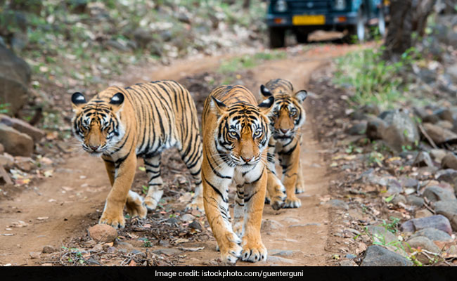 Experts Fear For India's Wildlife As China Allows Trade Of Animal Parts