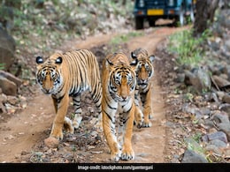 Experts Fear For India's Wildlife As China Allows Trade Of Animal Parts Experts Fear For India's Wildlife As China Allows Trade Of Animal Parts