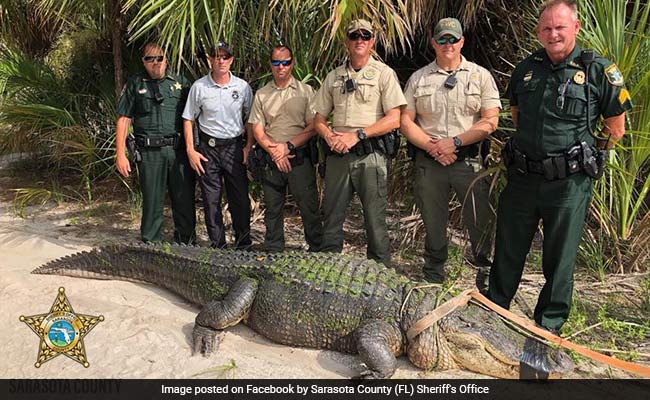 Police Officers Capture Huge 13-Foot Alligator From A Public Park
