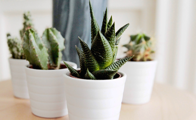 3 Simple Things To Make Your Home More Eco-Friendly