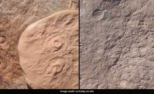 The Sudden Political Life Of 550-Million-Year-Old, Immobile Sea Creature