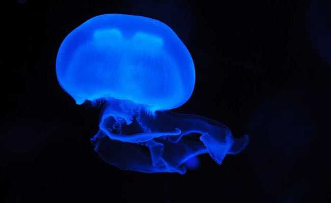 Government Issues Advisory As Toxic Jellyfish Spotted At Mumbai Beaches
