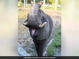 Michael Jackson's Pet Elephant Escapes Zoo, "Moonwalks" Back To Enclosure Michael Jackson's Pet Elephant Escapes Zoo, "Moonwalks" Back To Enclosure