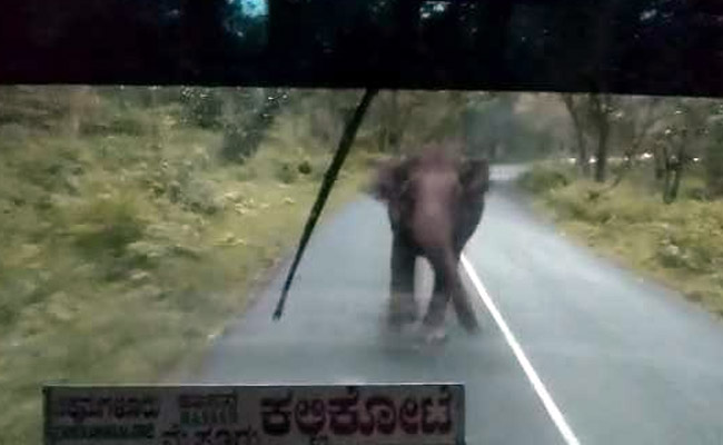 Panic On Bus, Driver Hits Reverse As Elephant Charges. Watch