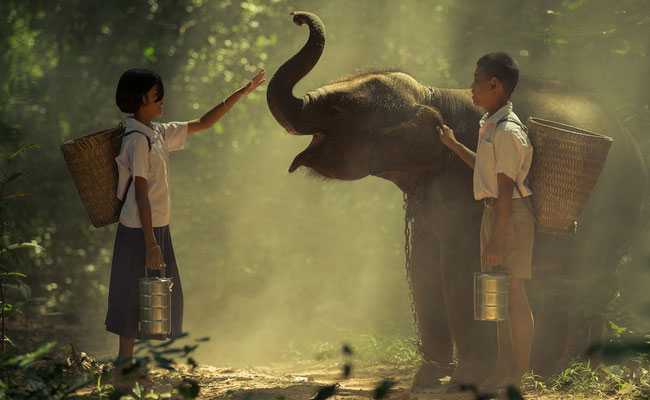 Animal Kingdom A Legal Entity, Says Uttarakhand High Court